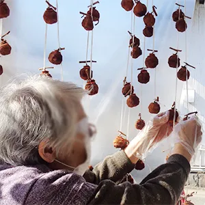 干し柿の世話をする高齢者